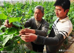 干大事!国家计划3年内动员1000多万青年下乡