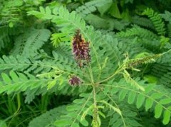 紫穗槐,北大荒人的人生写照