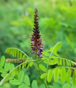 紫穗槐,北大荒人的人生写照--评马琳先生的散文《紫穗槐的歌》