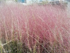 上海诗剧社成员新诗一组