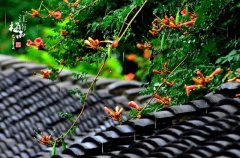 梅雨知江南 | 陆地