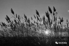 连载:北京知青:草原二十三年【一】(4)