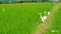 与白鹭为伴,听蝉鸣蛙叫,这个长在风景里的百年村落景美、人美