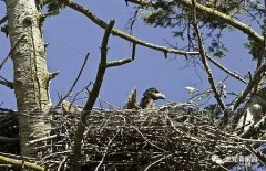连载:北京知青:草原二十三年【一】(6)