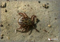 连载:北京知青:草原二十三年【一】(7)