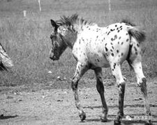 连载:北京知青:草原二十三年【一】(8)