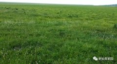 北京知青:草原二十三年(二)(4)