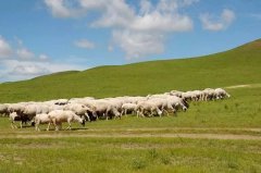 北京知青:草原二十三年(二)(5)