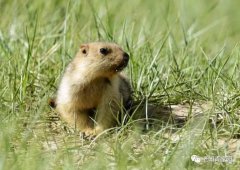 北京知青:草原二十三年(二)(7)