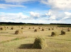 北京知青:草原二十三年(二)(13)