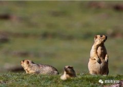 北京知青:草原二十三年(三)(3)