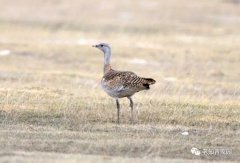 北京知青:草原二十三年(三)(4)