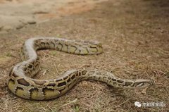 红岭杂忆——知青岁月荒唐事(2)