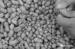 红岭杂忆——知青岁月荒唐事(3)