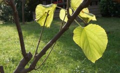 知青苦乐年华长篇小说《心归净土》节选(尾声三)