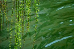 知青苦乐年华长篇小说《心归净土》节选(尾声四)