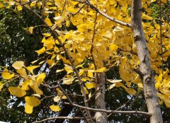 上海诗剧社会员诗二首