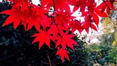 《我的心曲》——写在新书出版后