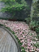 国际观察:美国政府政治化疫情有何企图