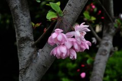 ҹǿƸգϺҹԵ24ֻСϺ