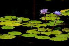 仲夏登高顺阳节 (3首)