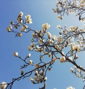 庚子抗疫诗词(二首)