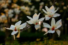 知青原创诗一首 《夏夜》