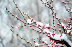 【诗词歌赋】林嗣丰吟花词选(上)
