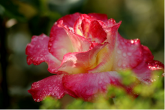 【诗词歌赋】林嗣丰吟花词选(下)