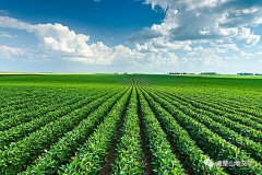 我们都是农民的儿子