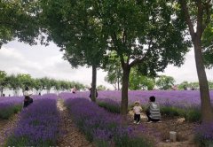 王毅日韩之行六大看点