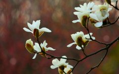 风流子 《白玉兰礼赞》