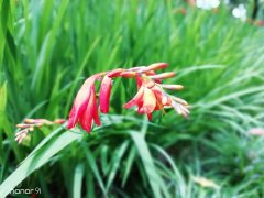 预防新冠病毒,中医药不能缺席!