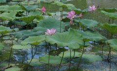 冬病夏治,事半功倍!