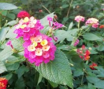 南京市新型冠状病毒肺炎疫情最新通告