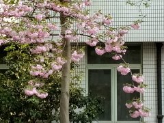 新华国际时评:美国影响力衰落的病根在自身