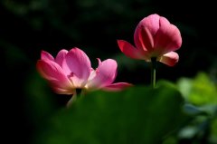 于彦君原创诗三首