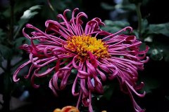 《咏菊》诗词六首