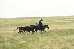 风从草原上吹过