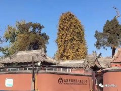 北京杂咏词《八里庄小学·调近丹凤吟》