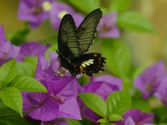 生酮饮食弊大于利