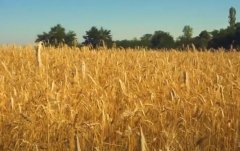 ȫʳܲٴ¸ 7걣1.3ڽ