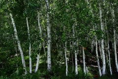 我在北大荒遇见了你