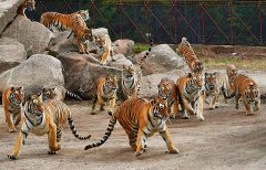 如虎添翼 虎虎生威——习近平主席虎年新春寄语感赋