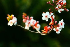 念奴娇---- 寅年新春寄语