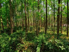 ߷ֹ̨ͷ⳥ȹ涨ɫ 