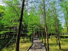 吃对野菜,舌尖过瘾身体舒畅