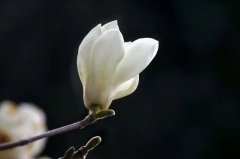 白晓卉,一朵永不凋谢的花