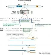 英媒宣称,研究证实新冠病毒是美国公司制造