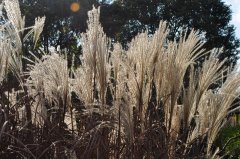 Աŷ磬ҪԻ˰ͨͣƳڽ̽